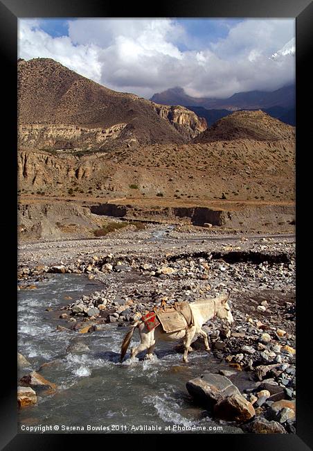 Horse Crossing River near Jomsom, Annapurna Circui Framed Print by Serena Bowles