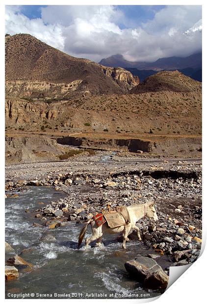 Horse Crossing River near Jomsom, Annapurna Circui Print by Serena Bowles