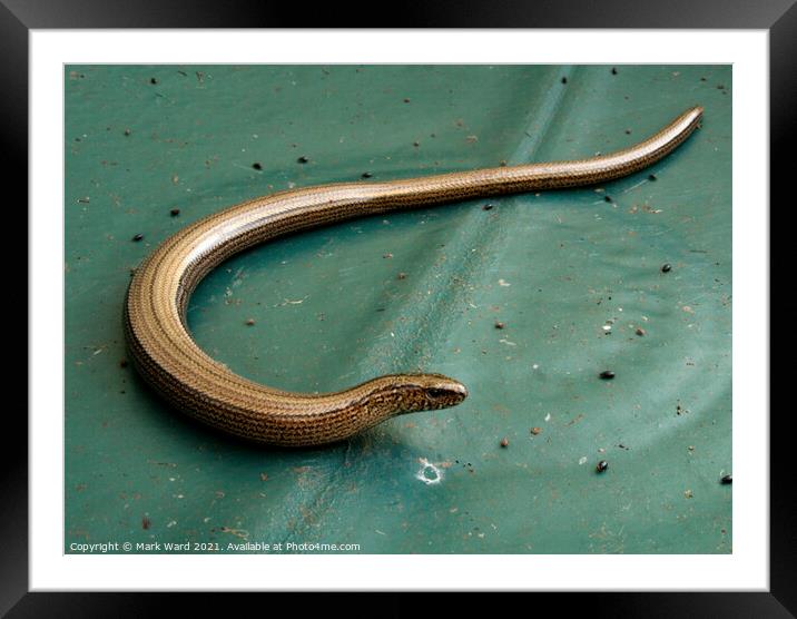 Slow worm Framed Mounted Print by Mark Ward