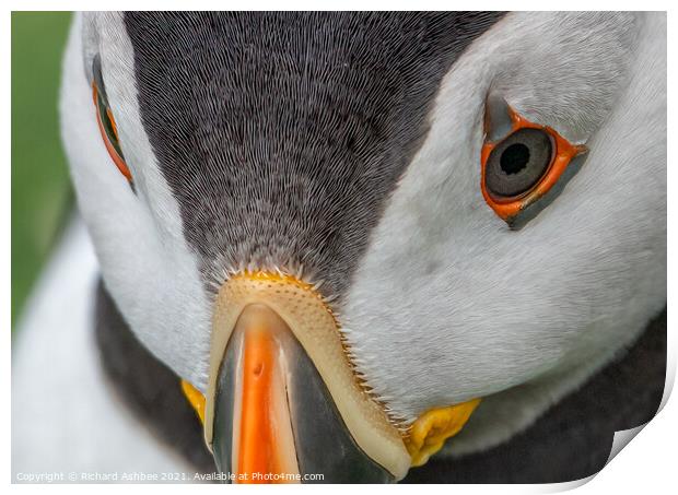 Shetland Puffin close up Print by Richard Ashbee