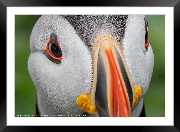 Shetland Puffin close up Framed Mounted Print by Richard Ashbee