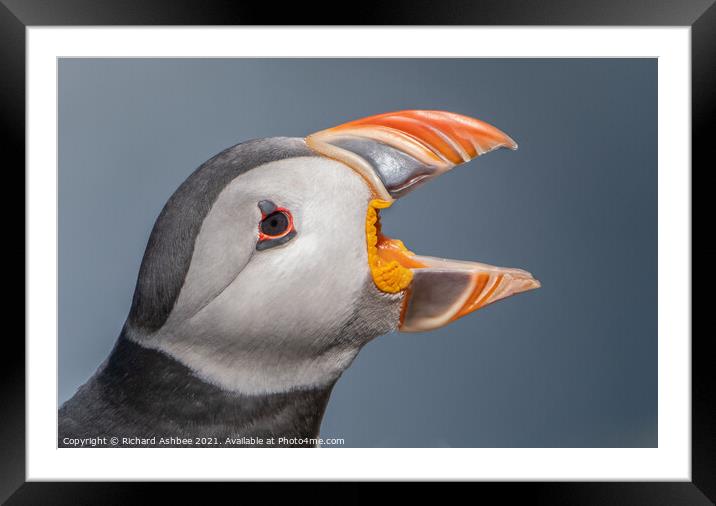 Shetland Puffin  Calling Framed Mounted Print by Richard Ashbee
