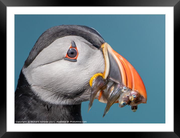 Shetland Puffin with fish Framed Mounted Print by Richard Ashbee