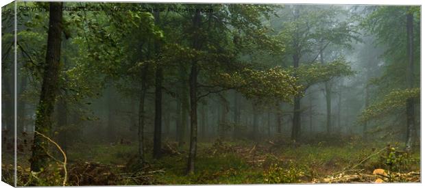 Fog in the trees Canvas Print by Stuart C Clarke
