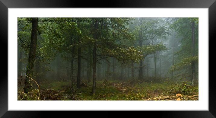 Fog in the trees Framed Mounted Print by Stuart C Clarke
