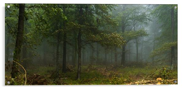 Fog in the trees Acrylic by Stuart C Clarke