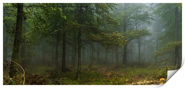 Fog in the trees Print by Stuart C Clarke