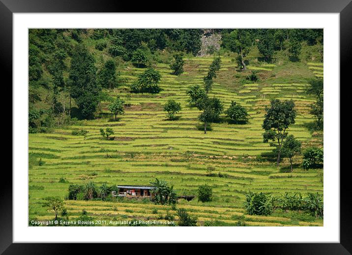 House Amongst Rice Fields near Birethanti Framed Mounted Print by Serena Bowles