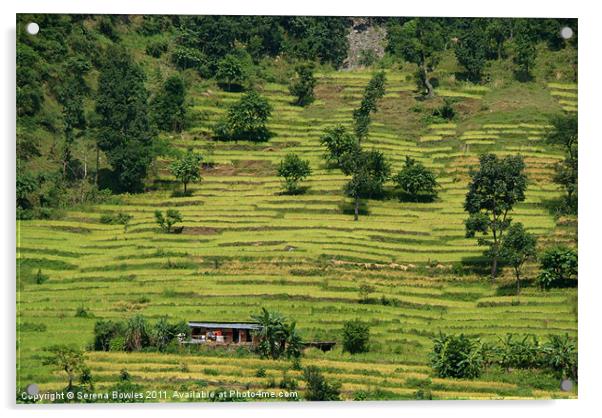 House Amongst Rice Fields near Birethanti Acrylic by Serena Bowles