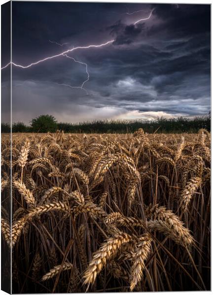 Electric Wheat Canvas Print by John Finney