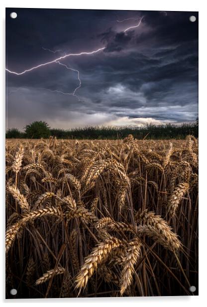 Electric Wheat Acrylic by John Finney