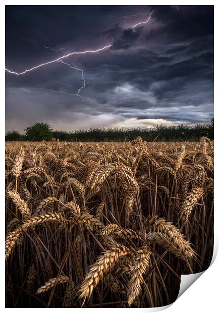 Electric Wheat Print by John Finney