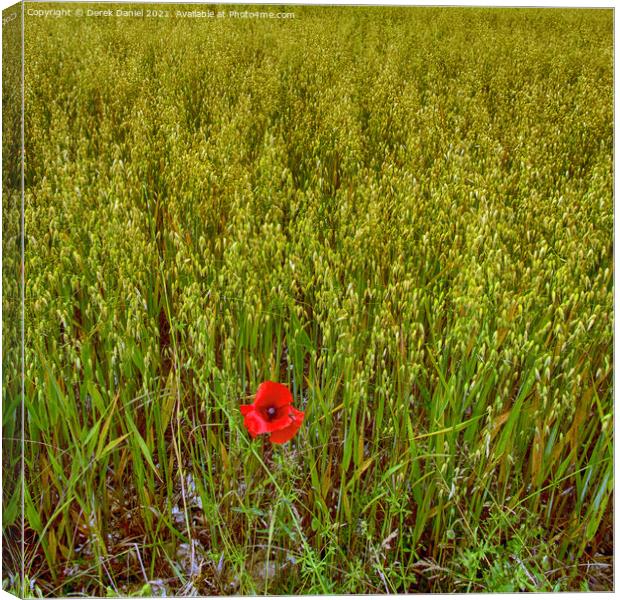 Vibrant Remembrance Poppy Field Canvas Print by Derek Daniel