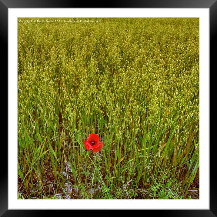 Vibrant Remembrance Poppy Field Framed Mounted Print by Derek Daniel
