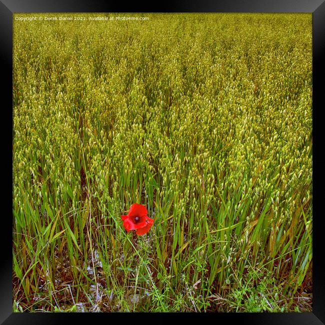 Vibrant Remembrance Poppy Field Framed Print by Derek Daniel