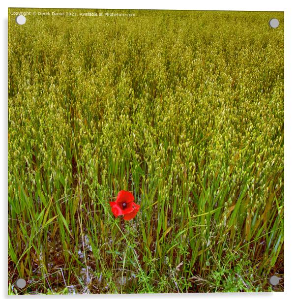 Vibrant Remembrance Poppy Field Acrylic by Derek Daniel