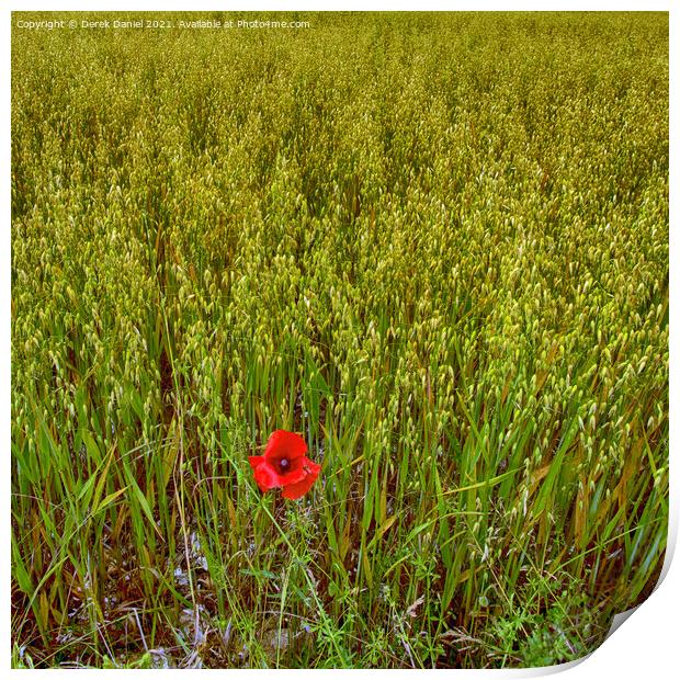 Vibrant Remembrance Poppy Field Print by Derek Daniel