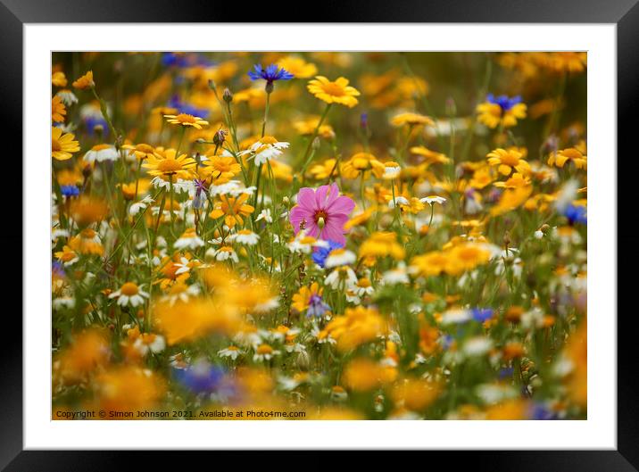Summer Meadow Flowers  Framed Mounted Print by Simon Johnson