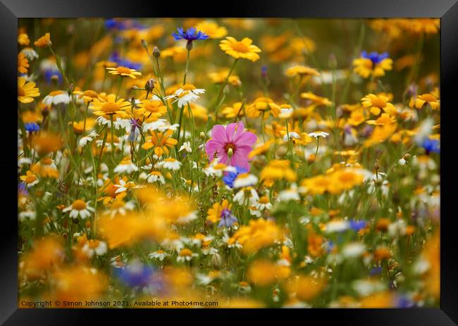 Summer Meadow Flowers  Framed Print by Simon Johnson