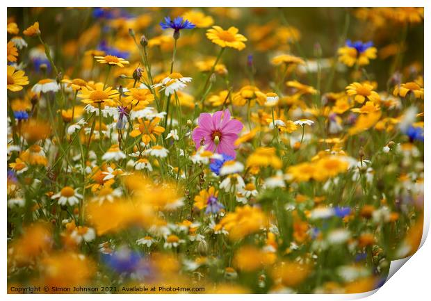 Summer Meadow Flowers  Print by Simon Johnson