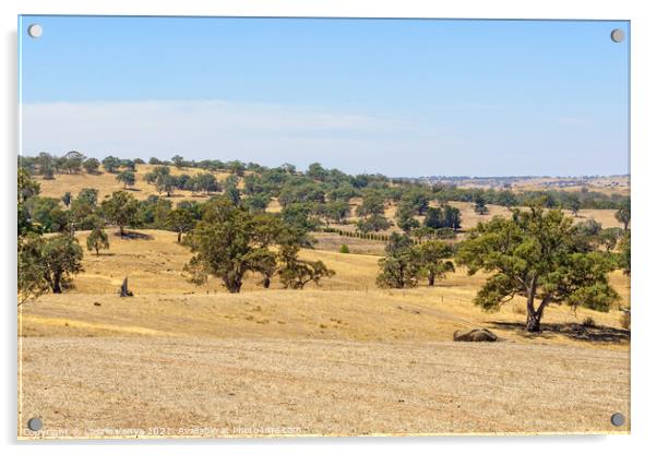 Pastoral landscape - Barossa Valley Acrylic by Laszlo Konya