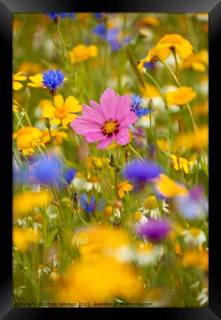 summer meadow flowers Framed Print by Simon Johnson