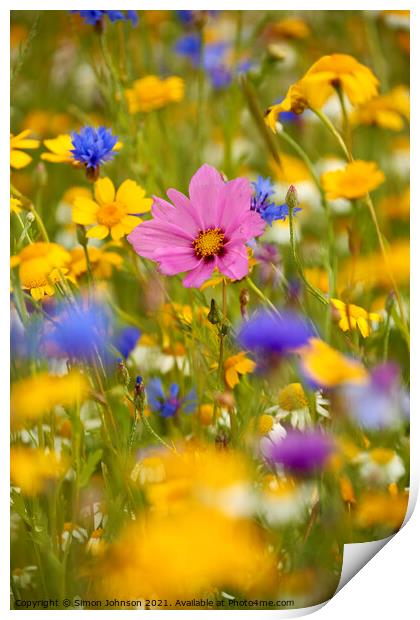 summer meadow flowers Print by Simon Johnson