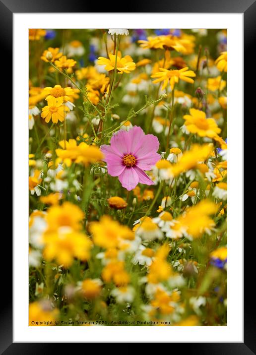 meadow flowers  Framed Mounted Print by Simon Johnson