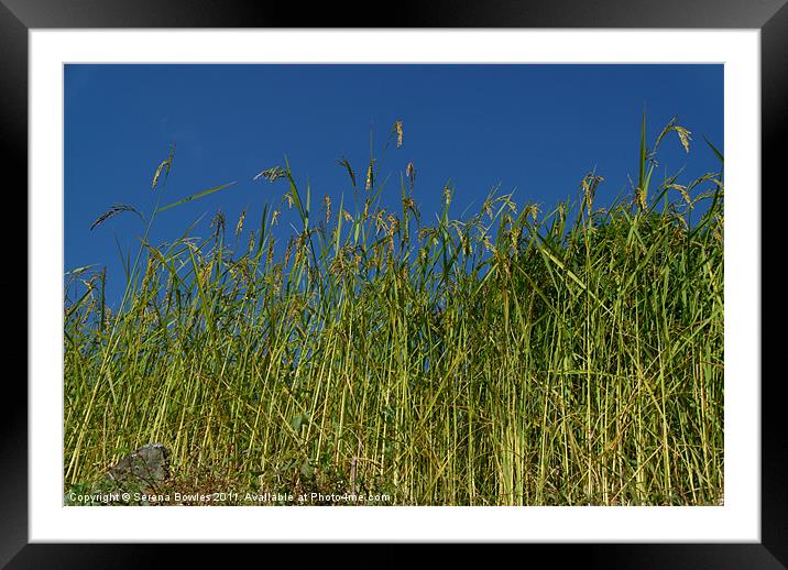 Looking up at Rice Field en route to Ghorepani Framed Mounted Print by Serena Bowles