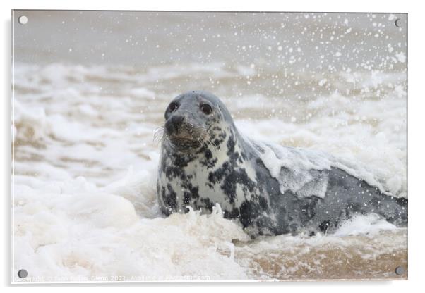 Grey Seal exiting the sea  Acrylic by Ivan Felton-Glenn