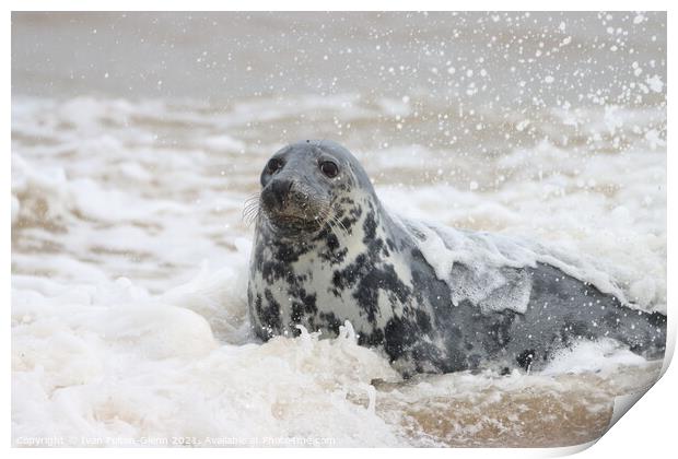 Grey Seal exiting the sea  Print by Ivan Felton-Glenn