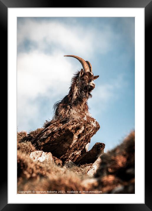 Gafr Yr Wyddfa / Snowdon Goat Framed Mounted Print by Gerwyn Roberts