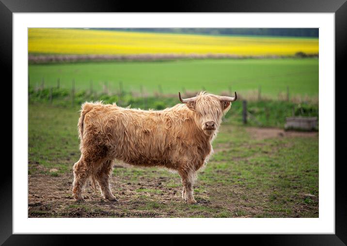 Scottish Highland Cow Framed Mounted Print by Iain Gordon