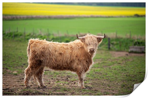 Scottish Highland Cow Print by Iain Gordon