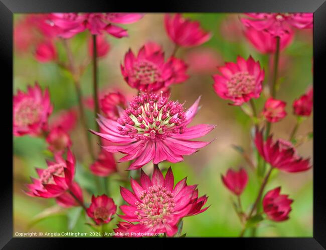 Pink Astrantia Framed Print by Angela Cottingham