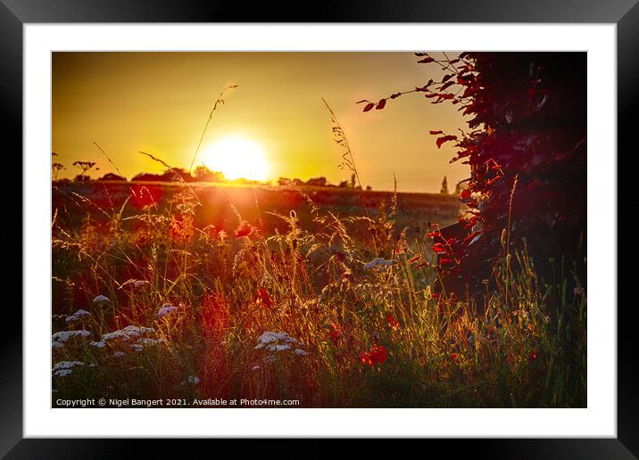 Poppy Sunset Framed Mounted Print by Nigel Bangert