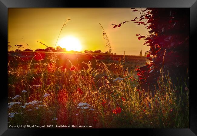 Poppy Sunset Framed Print by Nigel Bangert