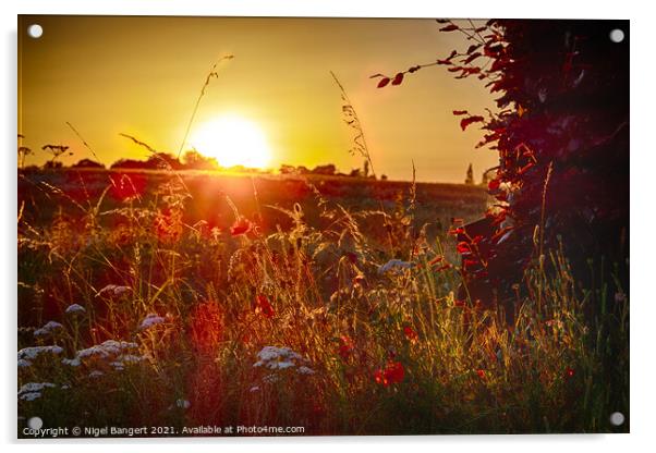 Poppy Sunset Acrylic by Nigel Bangert