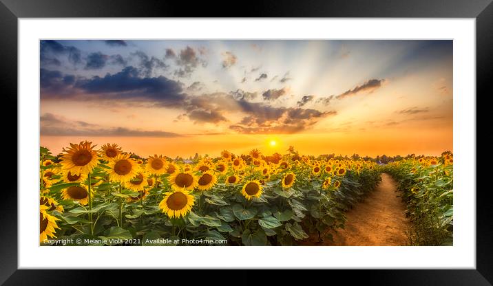Path through the sunflower field Framed Mounted Print by Melanie Viola