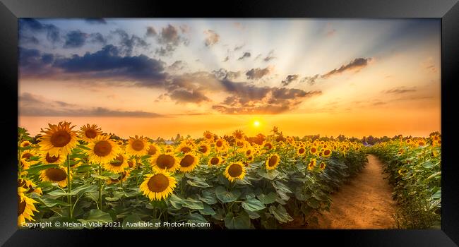 Path through the sunflower field Framed Print by Melanie Viola