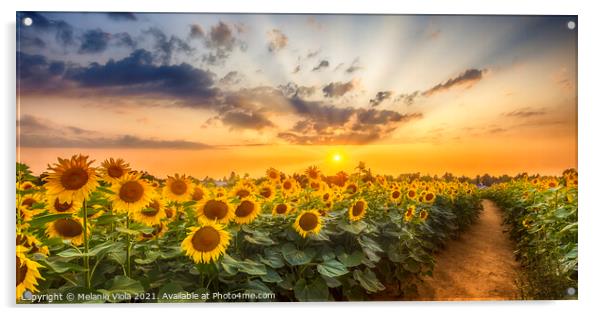 Path through the sunflower field Acrylic by Melanie Viola