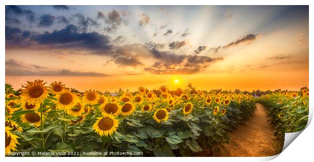 Path through the sunflower field Print by Melanie Viola