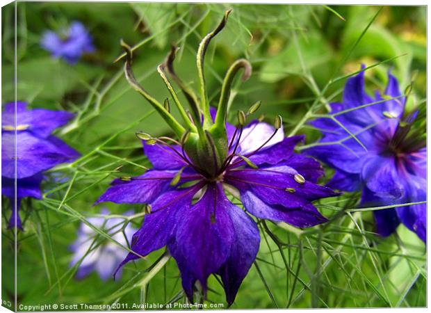 Love in a mist Canvas Print by Scott Thomson