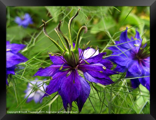 Love in a mist Framed Print by Scott Thomson