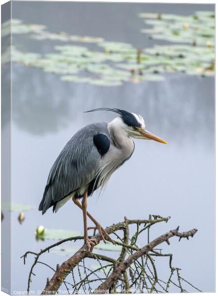 Stunning Grey Heron Amidst Misty Lily Ponds Canvas Print by Tracey Turner