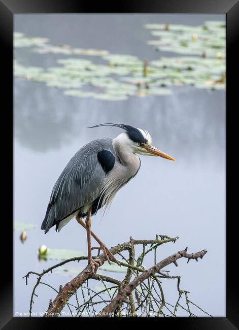 Stunning Grey Heron Amidst Misty Lily Ponds Framed Print by Tracey Turner