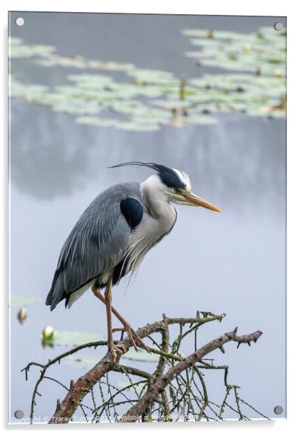 Stunning Grey Heron Amidst Misty Lily Ponds Acrylic by Tracey Turner