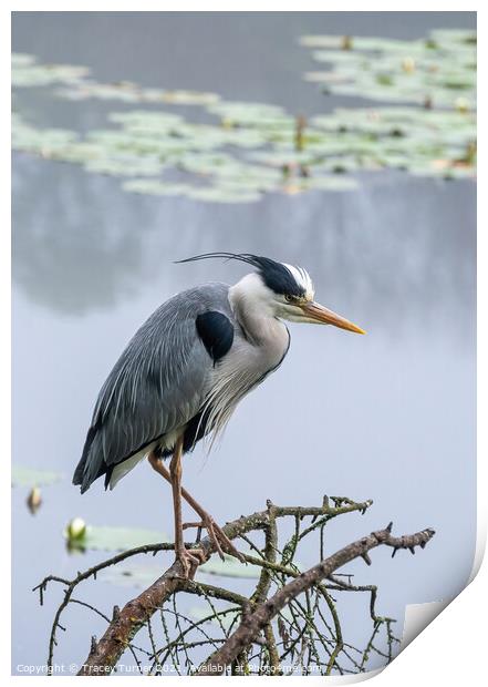 Stunning Grey Heron Amidst Misty Lily Ponds Print by Tracey Turner