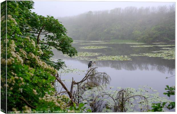 Misty Morning Fishing, Bosherston Lily Ponds Canvas Print by Tracey Turner