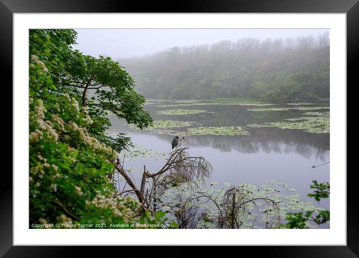 Misty Morning Fishing, Bosherston Lily Ponds Framed Mounted Print by Tracey Turner